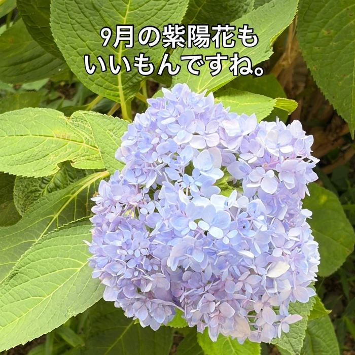 画像420